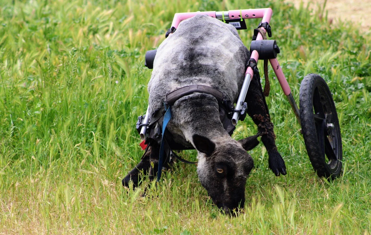 Naomi living at Charlie's Acres:
In her early life on a hobby farm, Naomi was stepped on by another animal, leaving her with a severe back injury. At Charlie's Acres, she was fitted with a wheelchair and is currently living her best life.