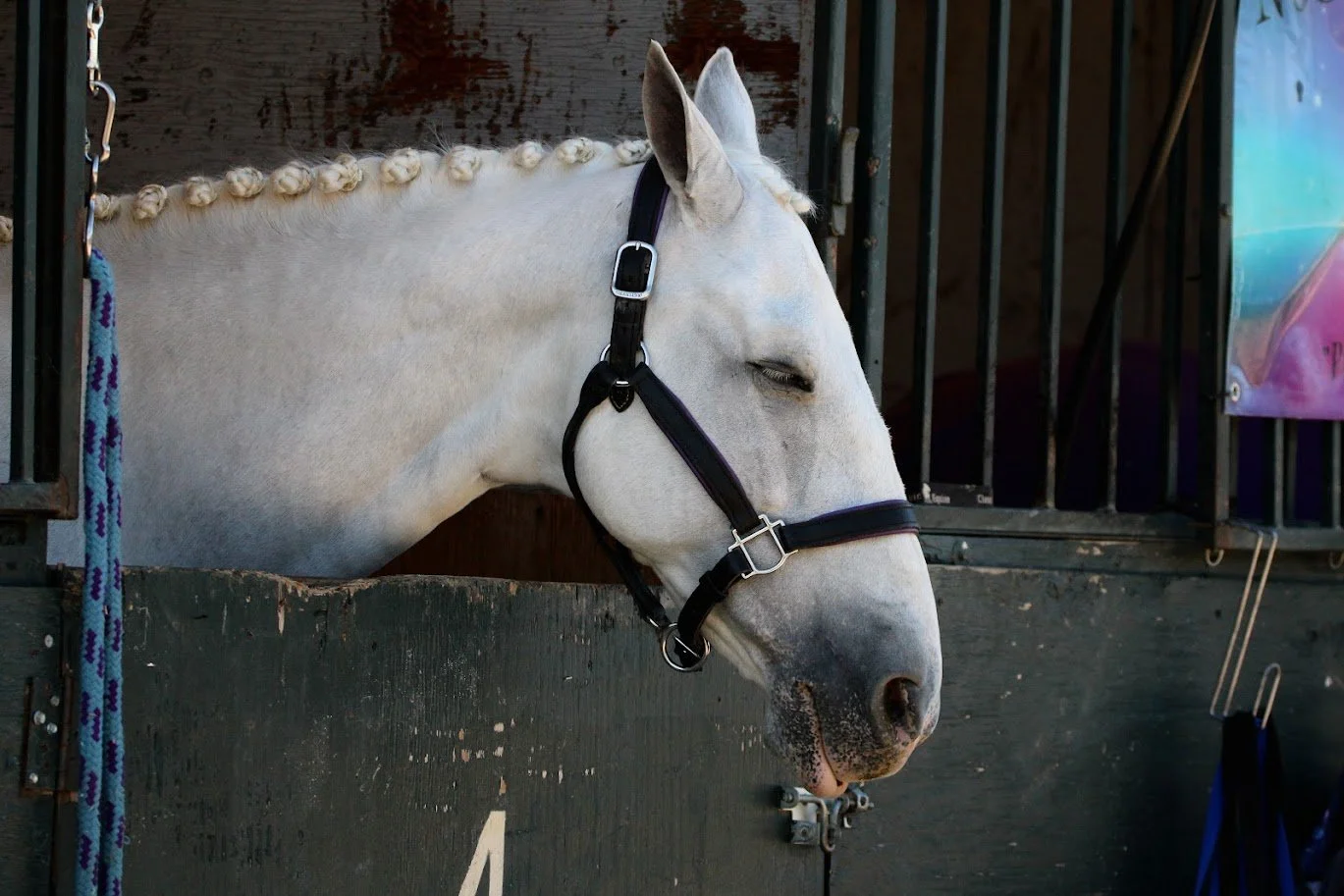 hansenhorse12.JPG