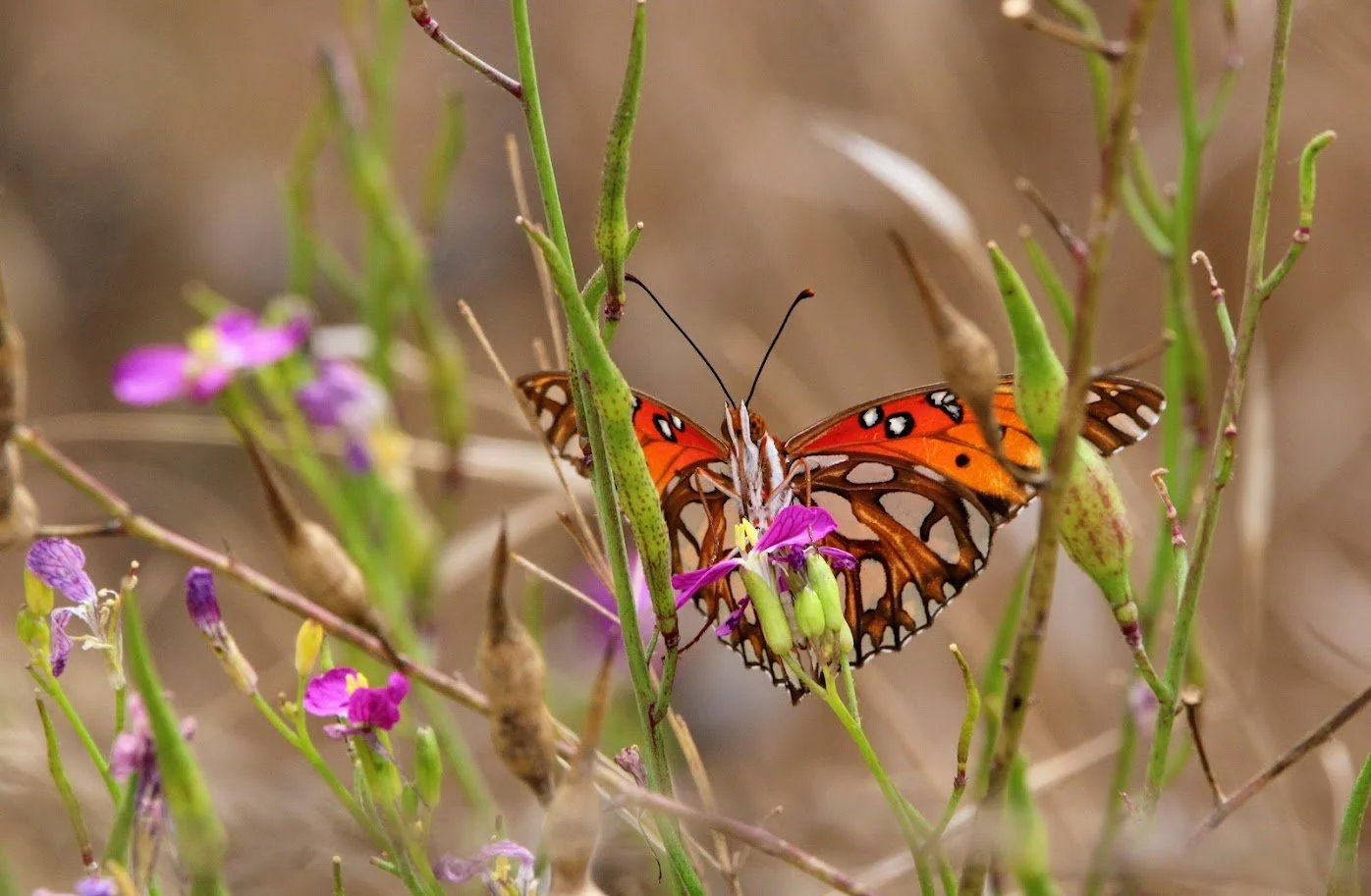 butterfly16.JPG