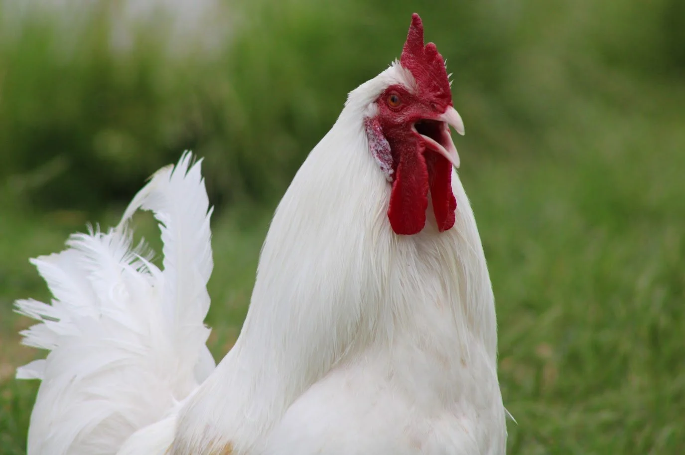 Rooster living at Charlie's Acres