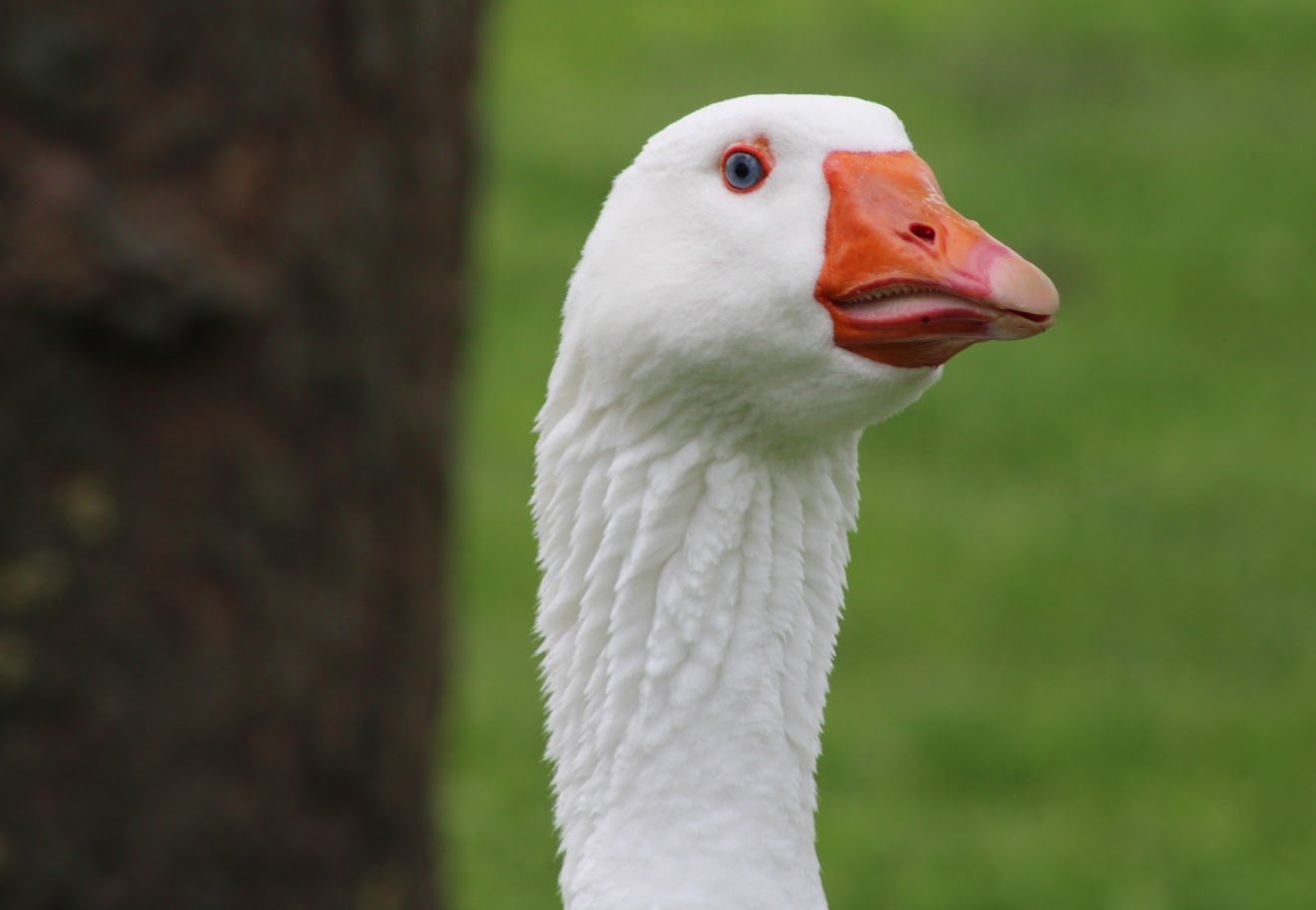 goose.JPG