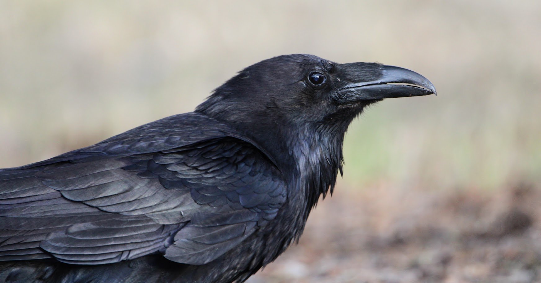 wildraven10.JPG