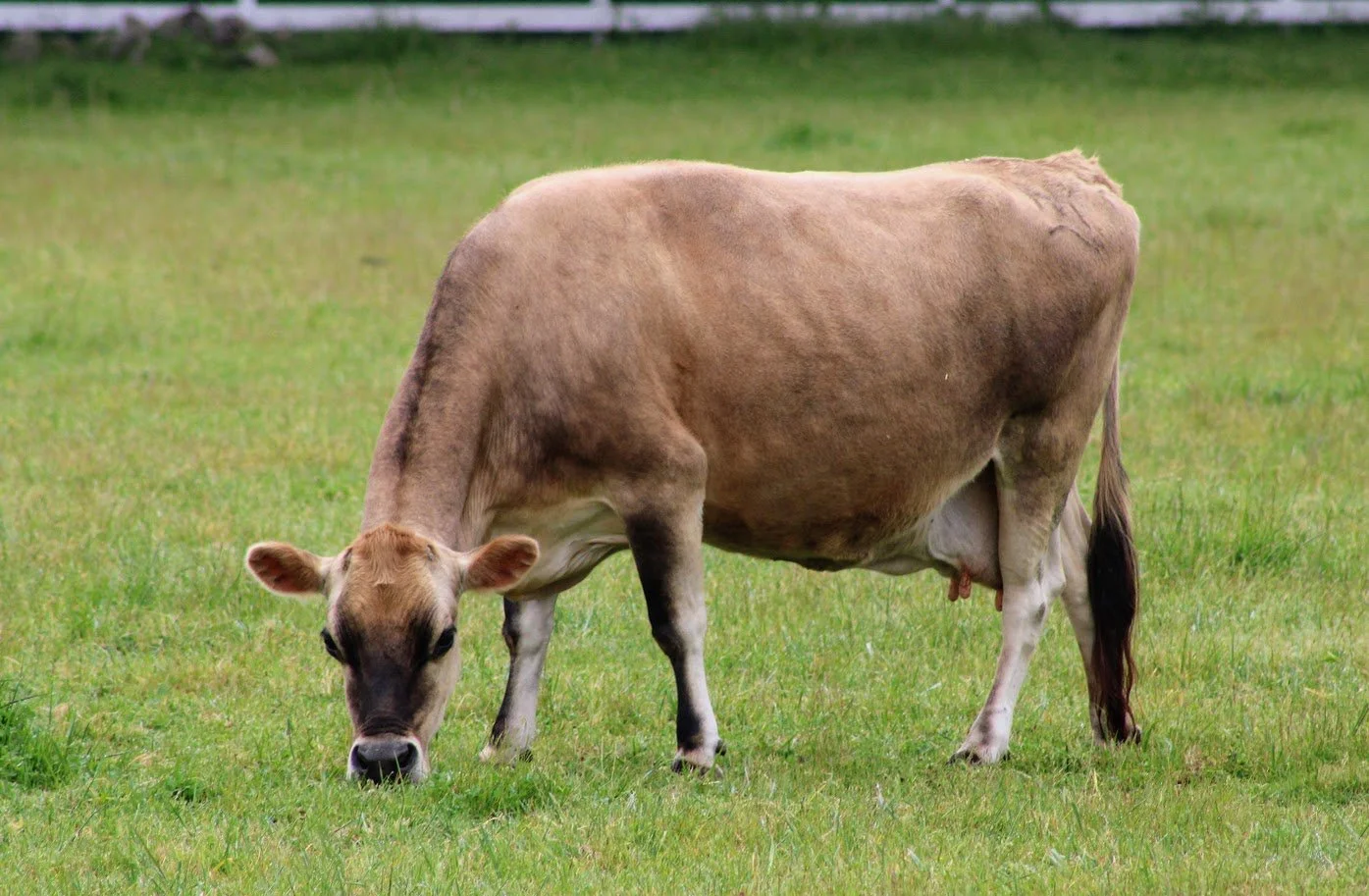 Honey the cow living at Charlie's Acres