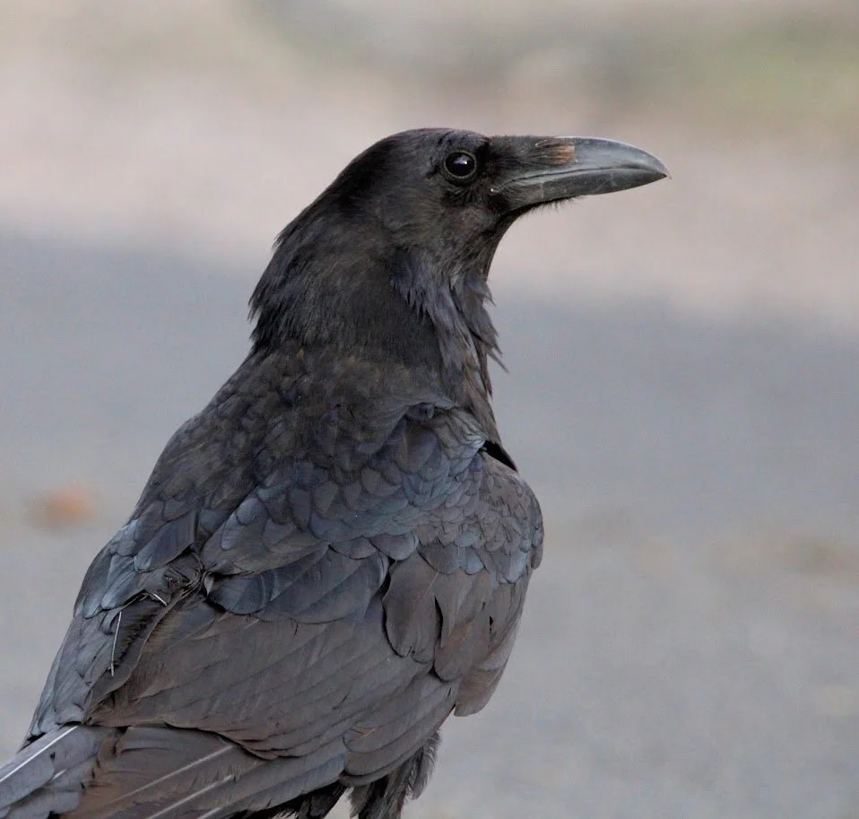wildraven11.JPG