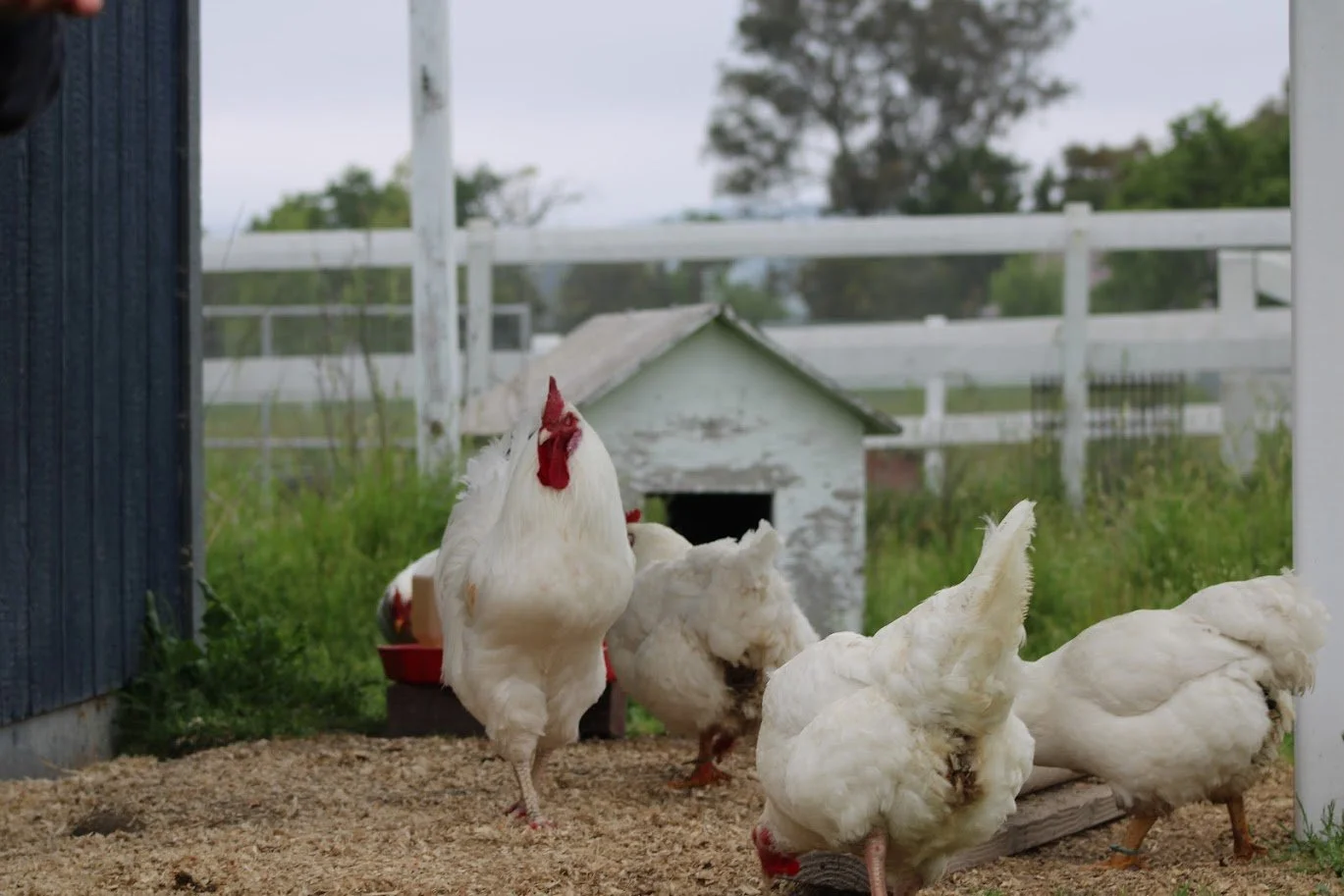 Rescued "meat chickens" living at Charlie's Acres