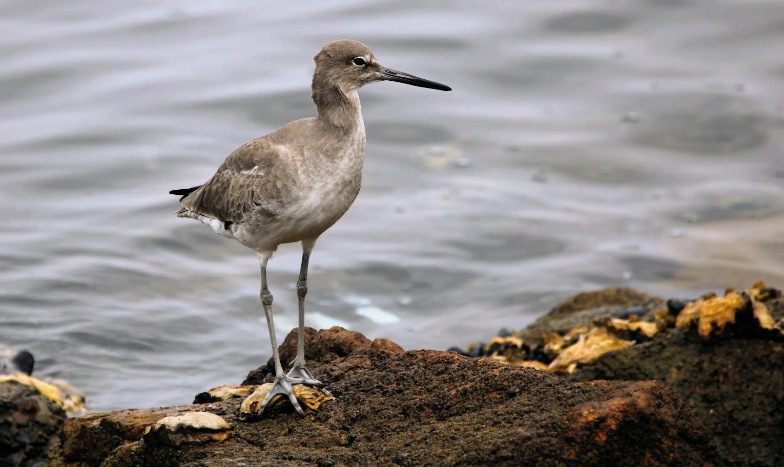 wildwillet2.JPG