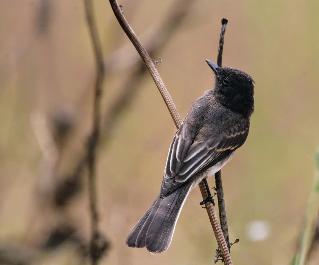 wildphoebe1.JPG
