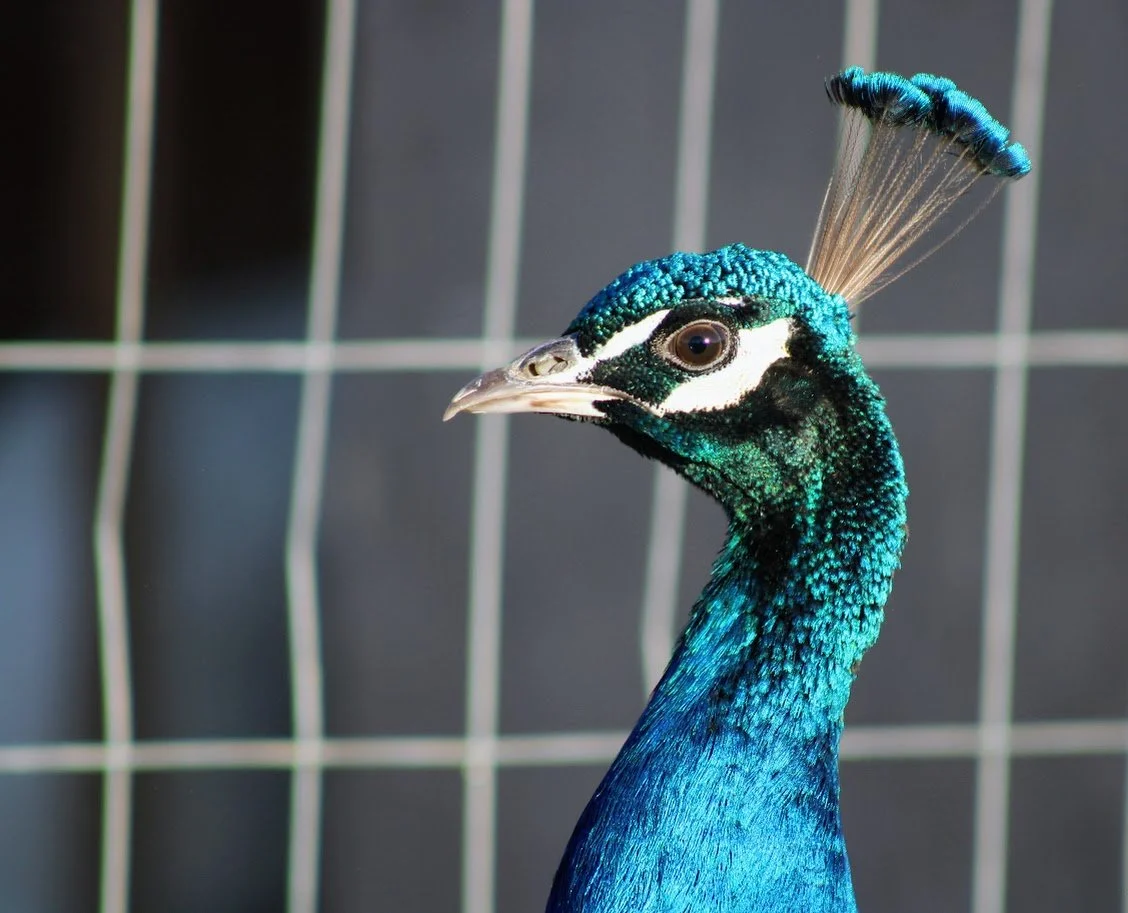 RSpeacock.JPG