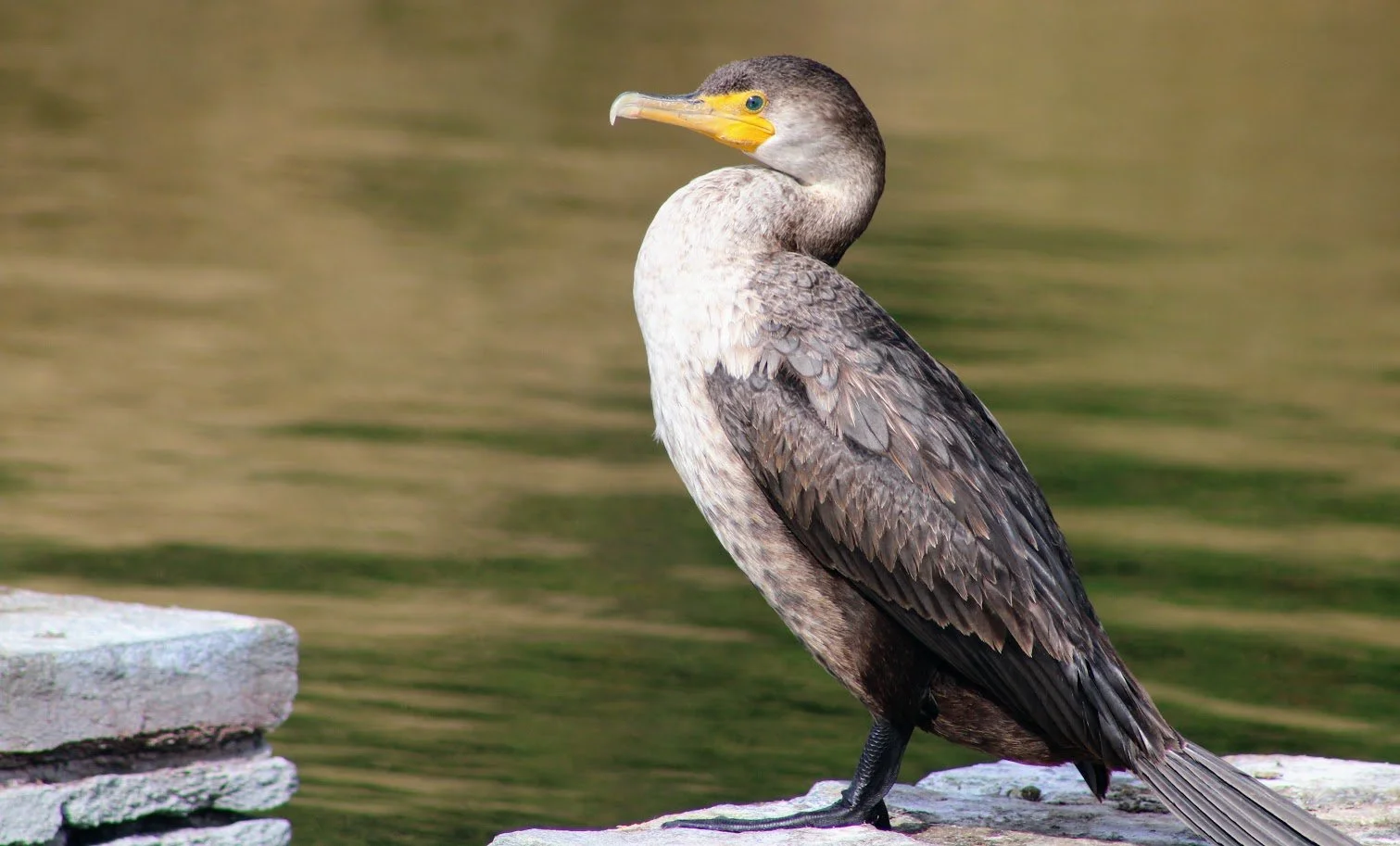 wildcormorant3.JPG