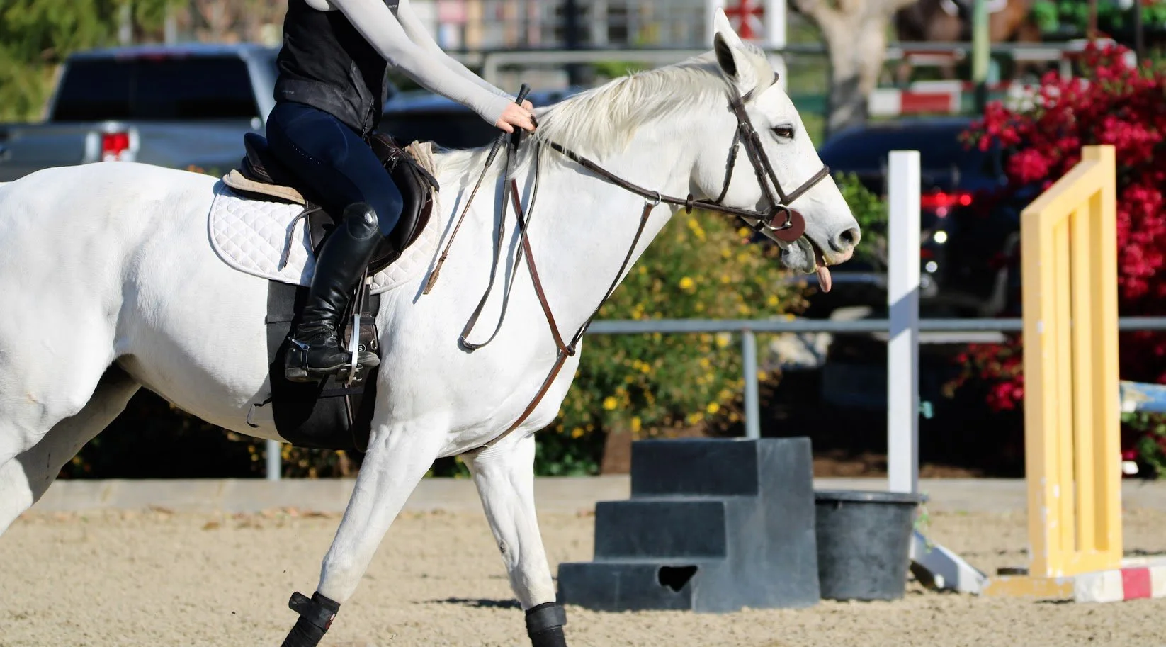 hansenhorse5.JPG