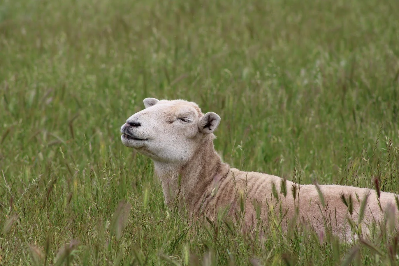 Sheep living at Charlie's Acres