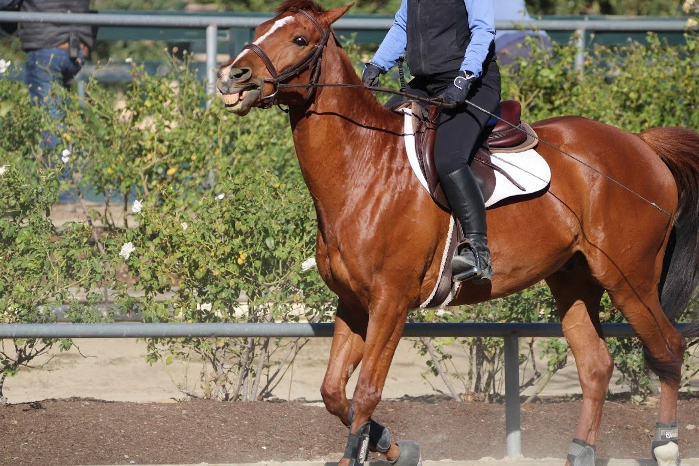 hansenhorse15.JPG