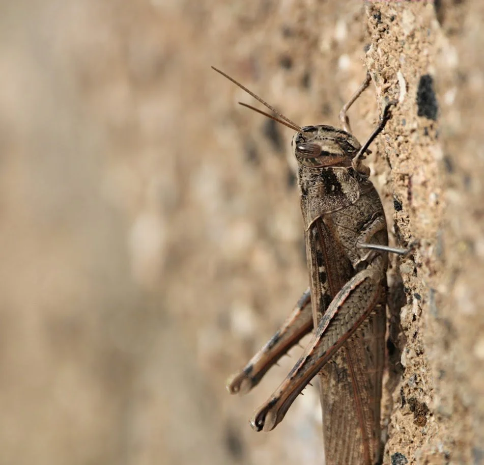 grasshopper1.JPG