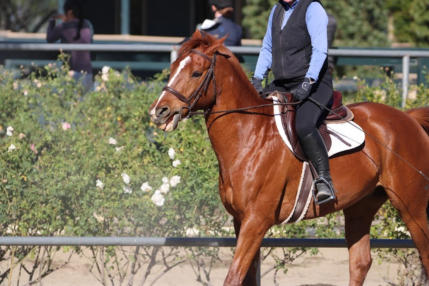 hansenhorse16.JPG
