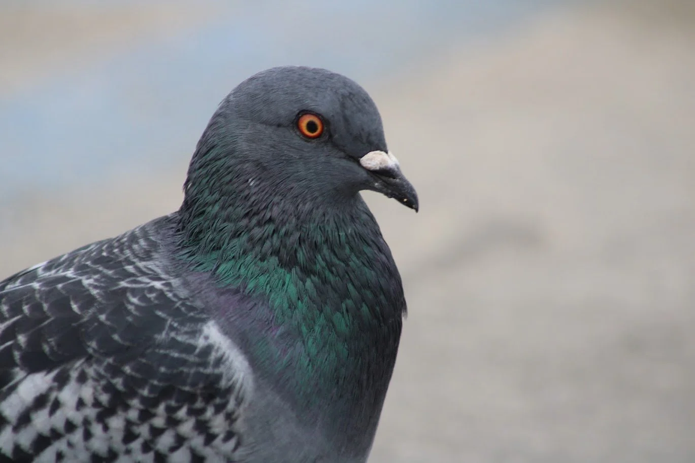 pigeon7.JPG