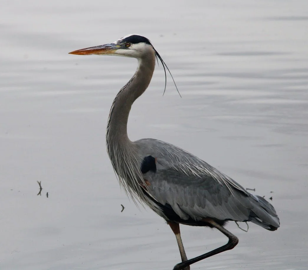 wildheron8.JPG