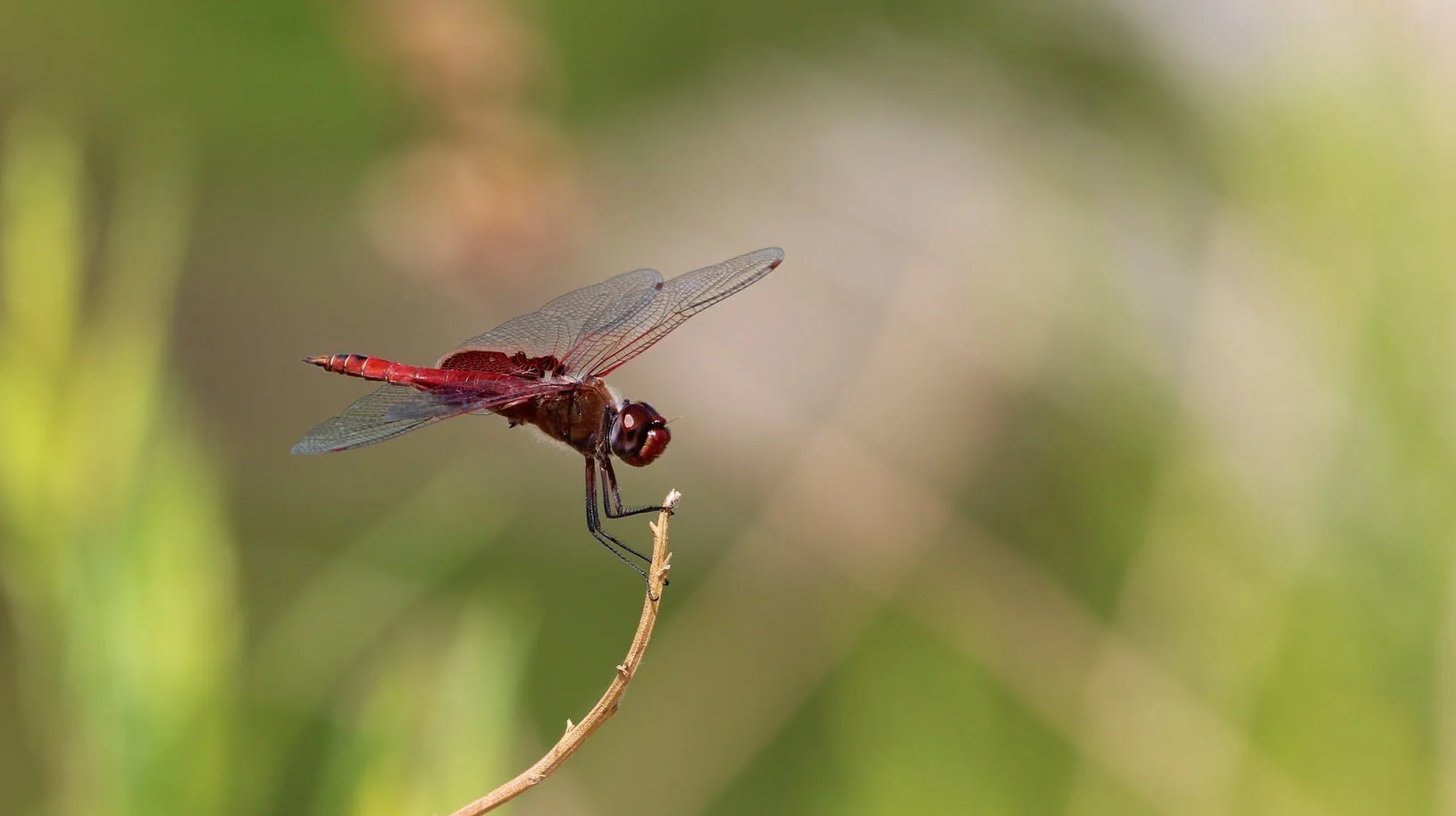 dragonfly6.JPG
