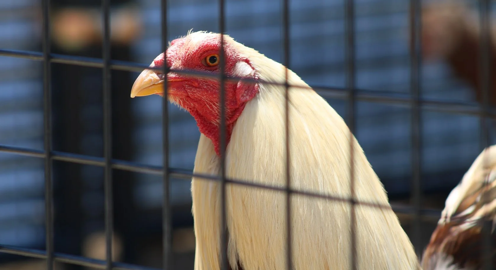 RSrooster8.JPG