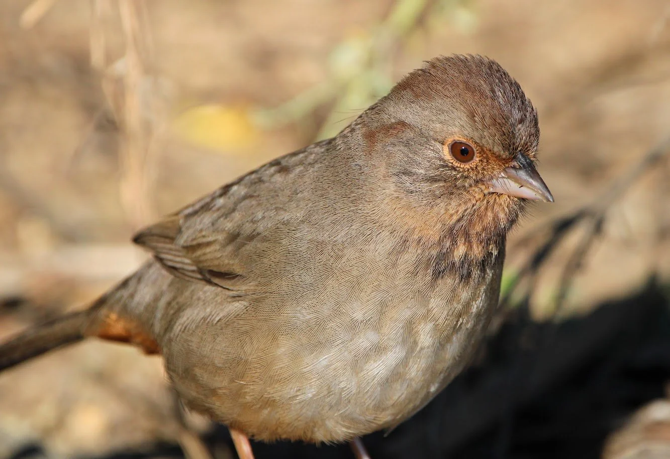 wildtowhee4.JPG
