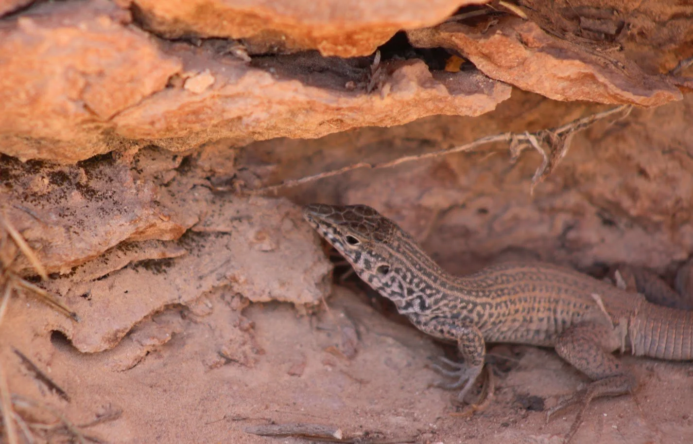 whiptail.JPG