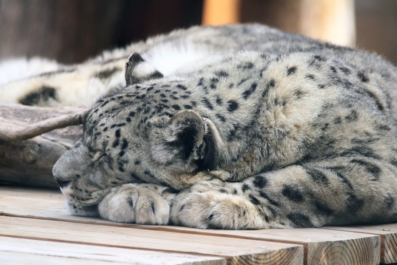 bbazsnowleopard.JPG