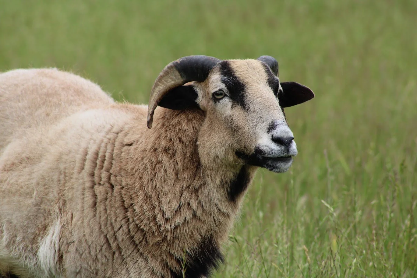 Boots the sheep living at Charlie's Acres