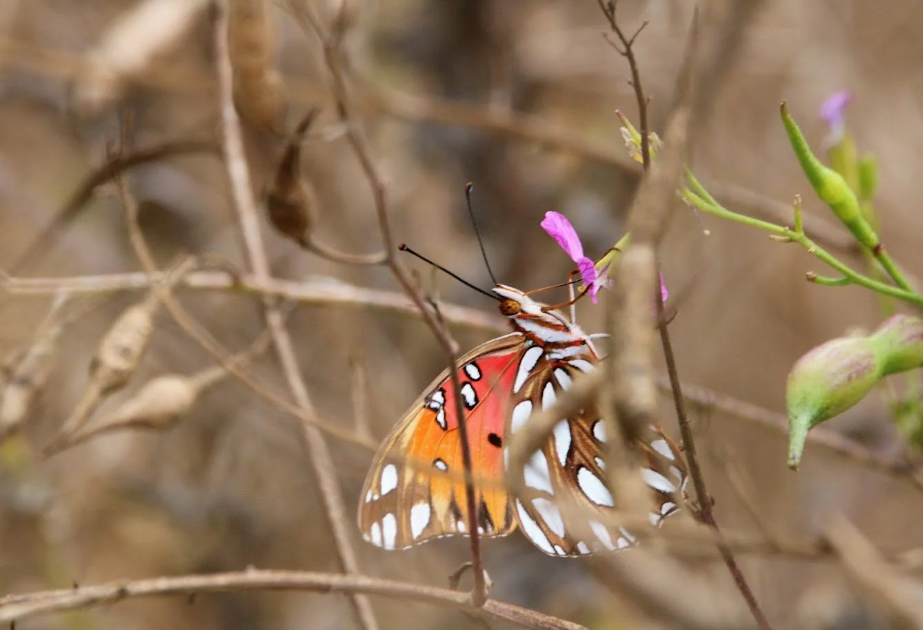butterfly18.JPG
