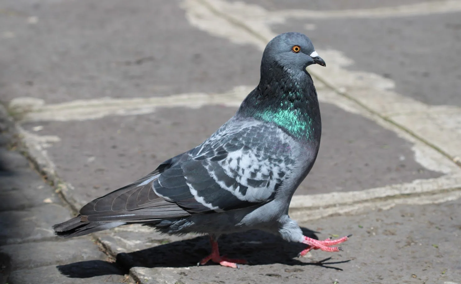pigeon3.JPG
