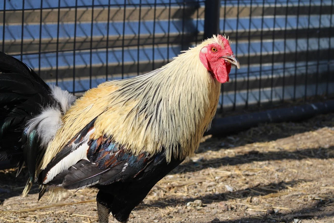 RSrooster9.JPG