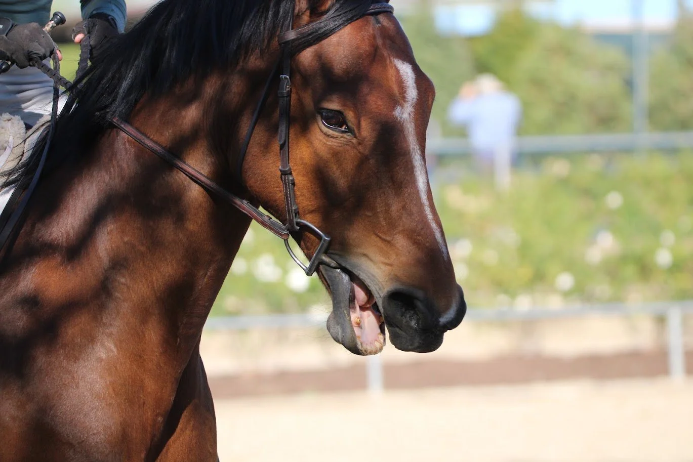 hansenhorse18.JPG