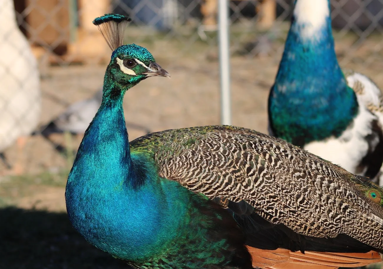 RSpeacock2.JPG