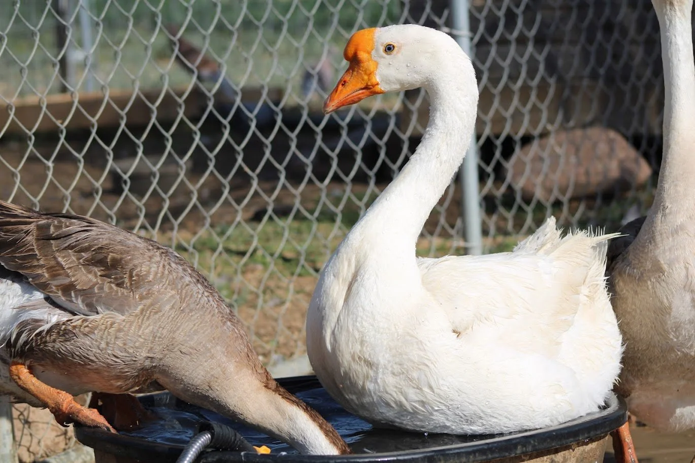 RSgoose2.JPG
