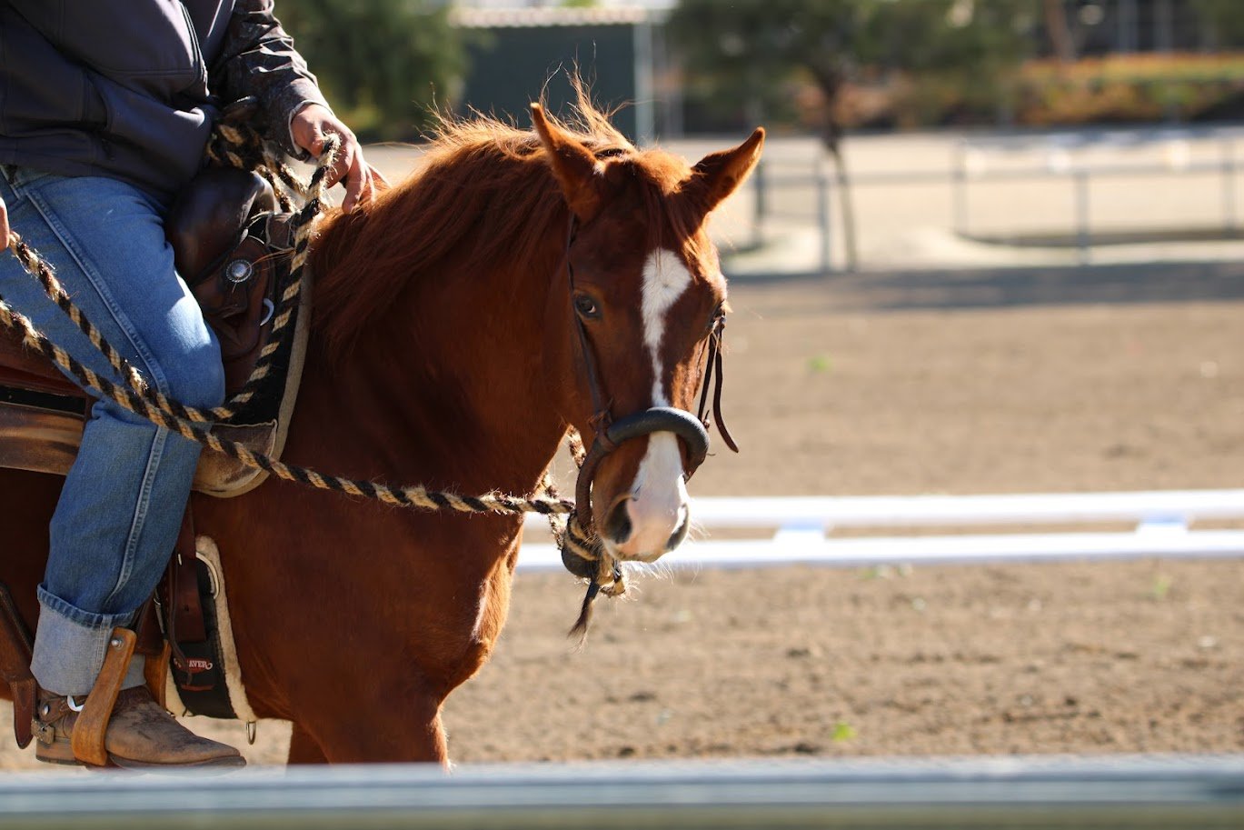 hansenhorse20.JPG