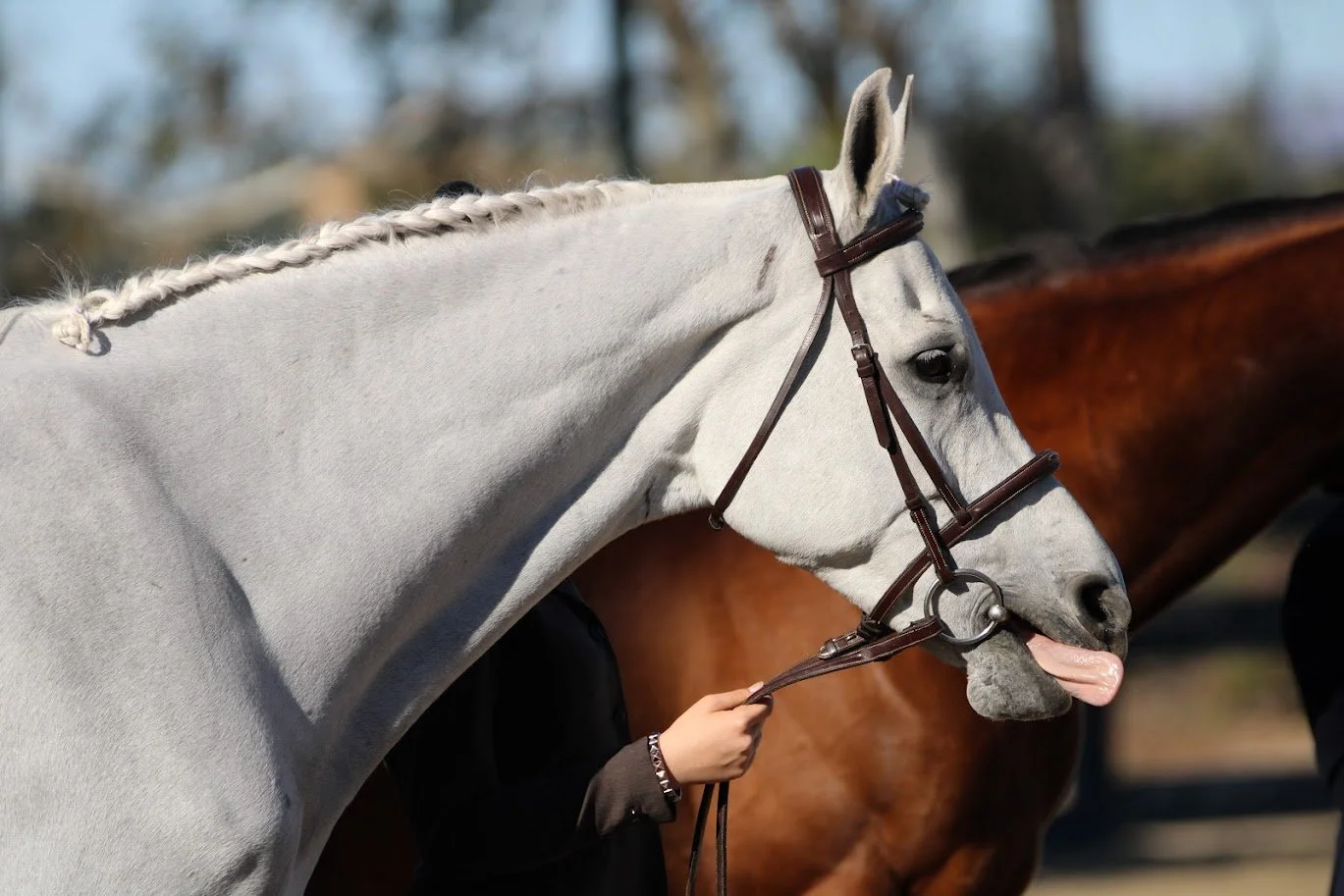 hansenhorse14.JPG