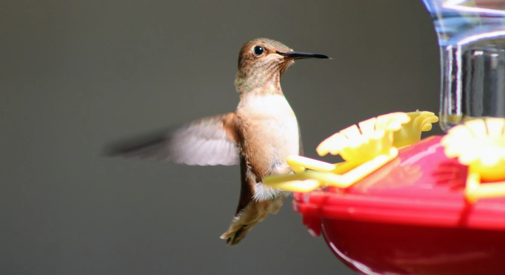 wildhummingbird1.JPG