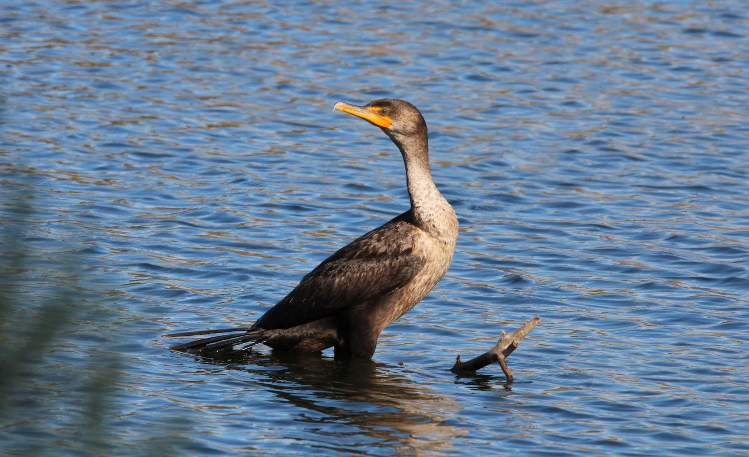 wildcormorant6.JPG