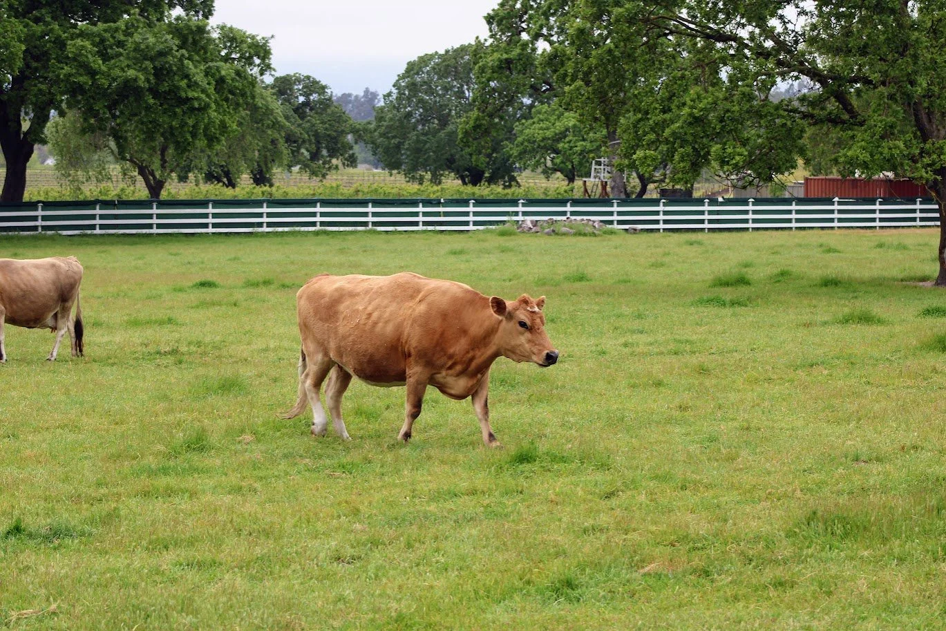 Juno the cow living at Charlie's Acres