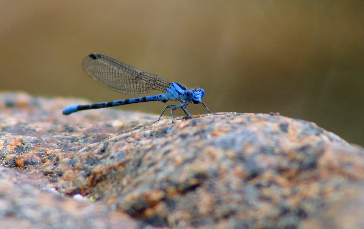damselfly1.JPG