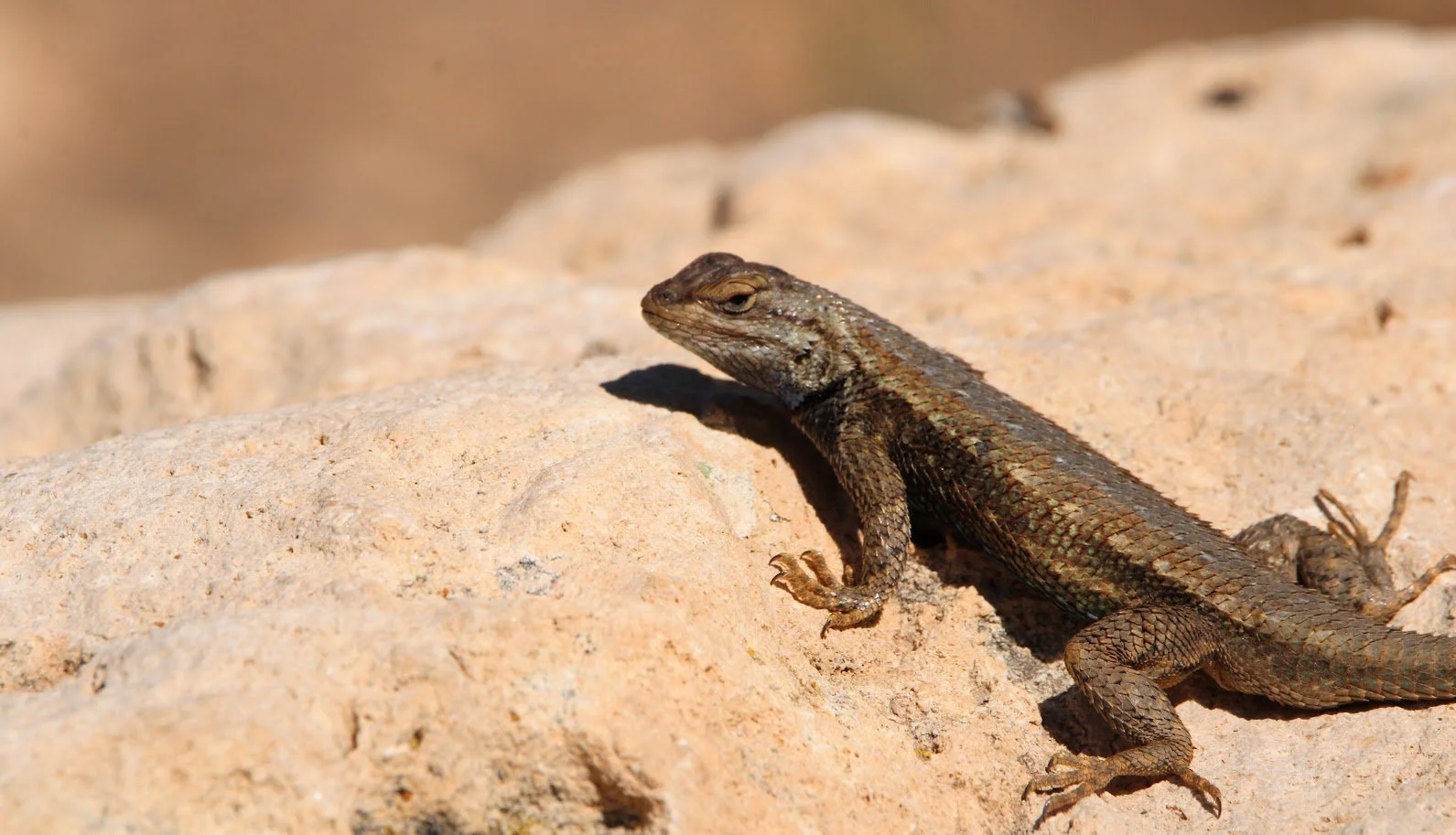 fencelizard1.JPG