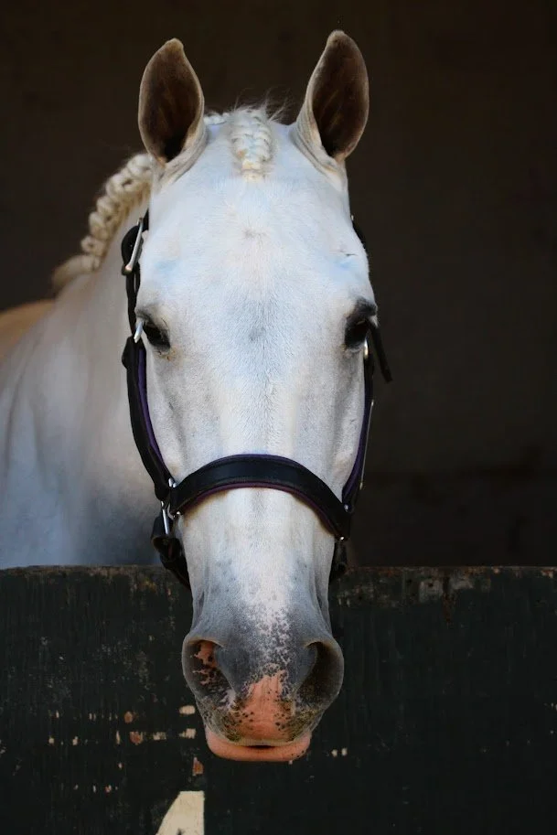 hansenhorse11.JPG