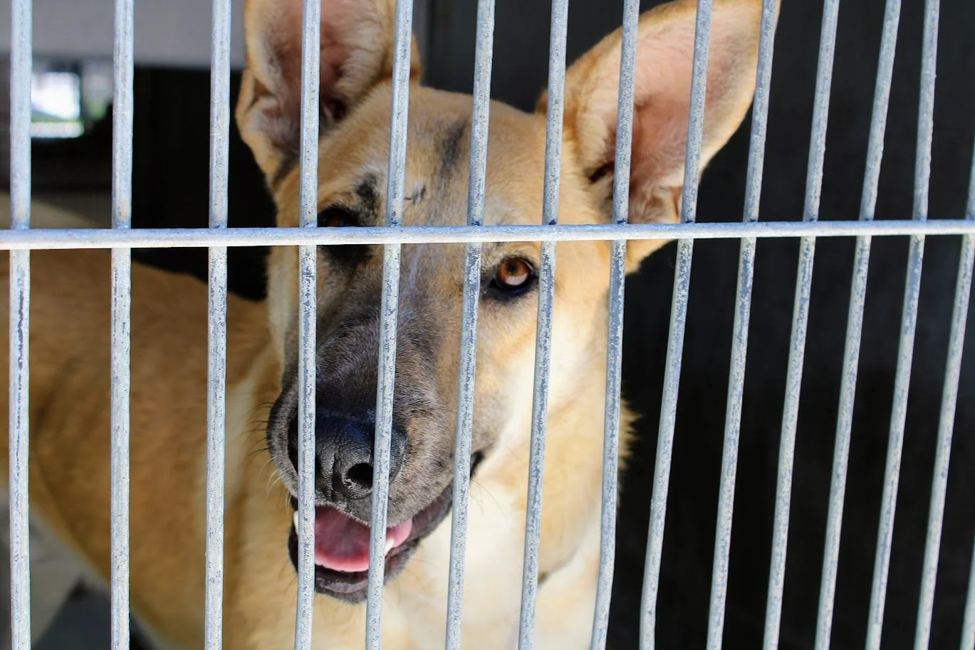 doganimalshelter117.JPG