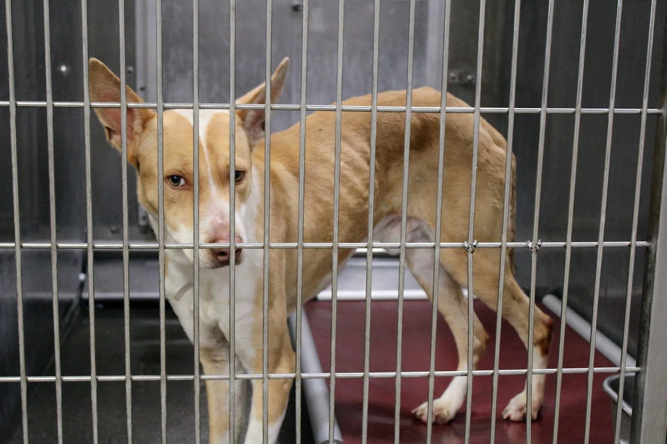 doganimalshelter38.JPG