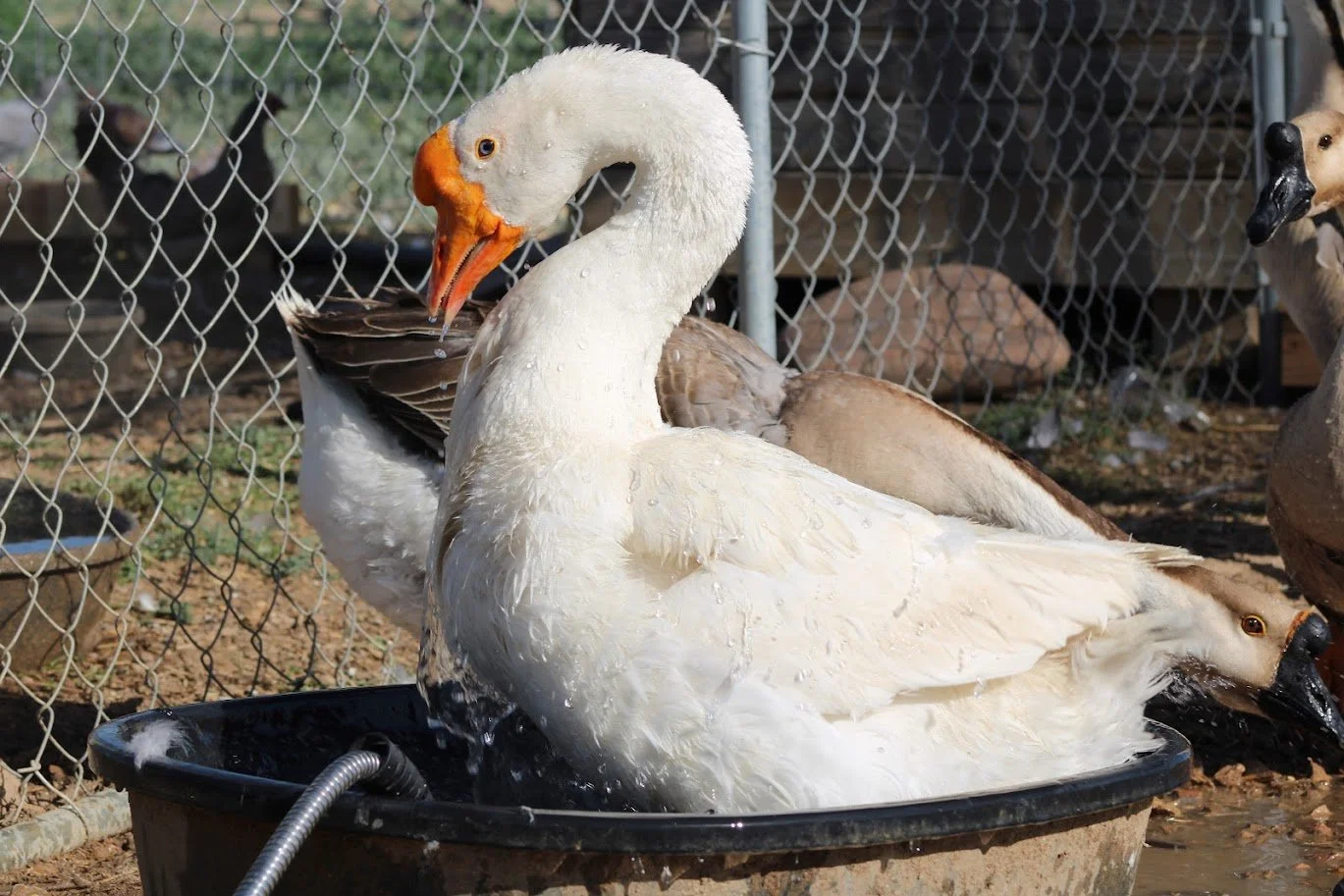RSgoose.JPG