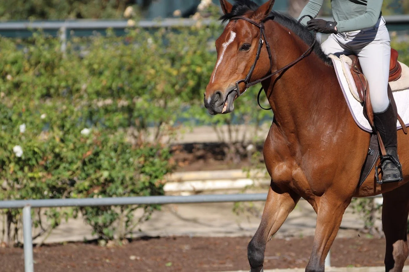hansenhorse17.JPG
