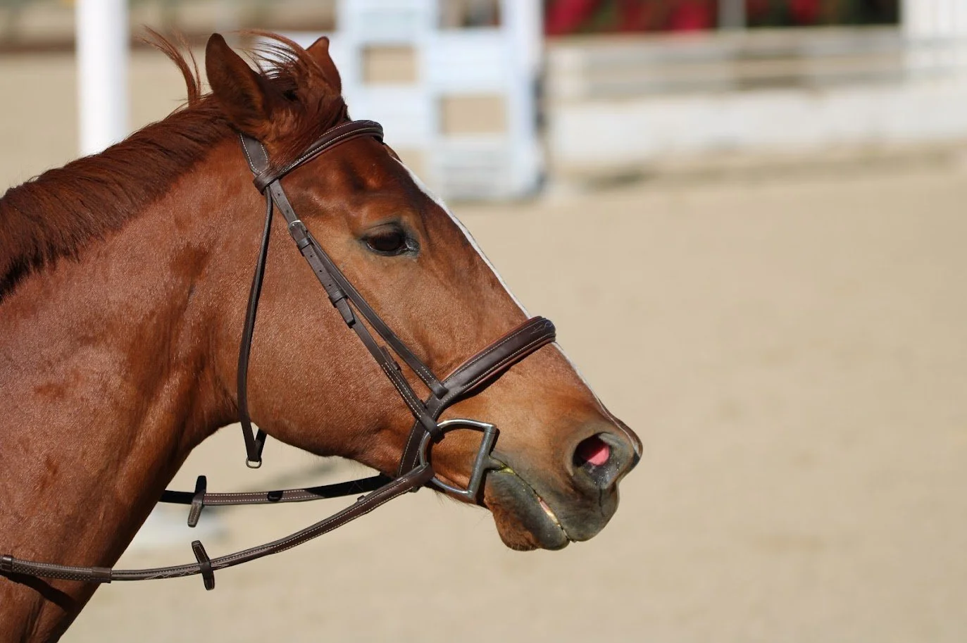 hansenhorse7.JPG