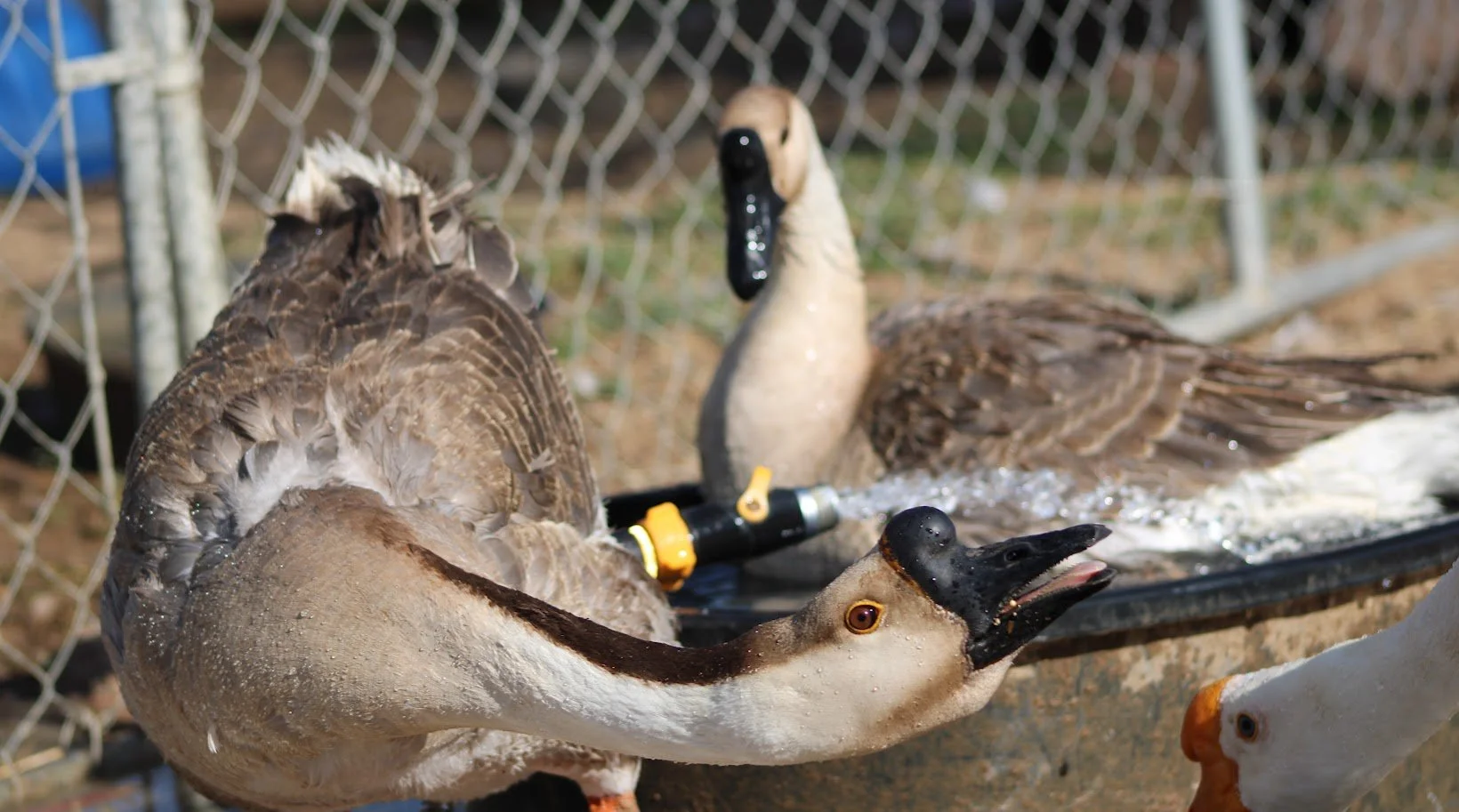 RSgoose3.JPG