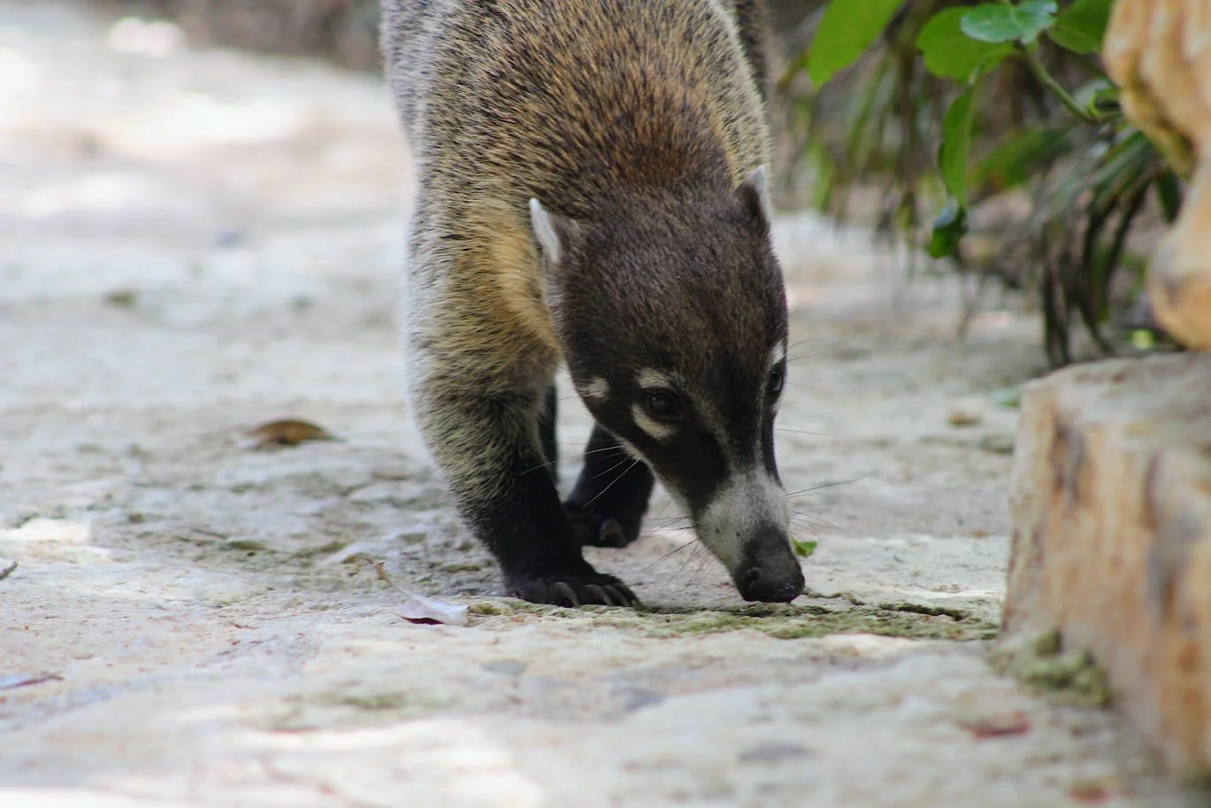 coati1.JPG
