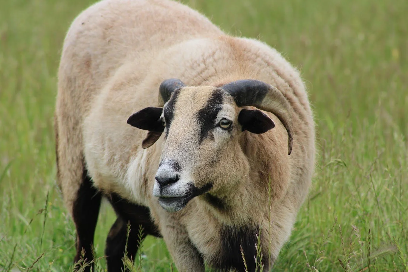 Boots the sheep living at Charlie's Acres