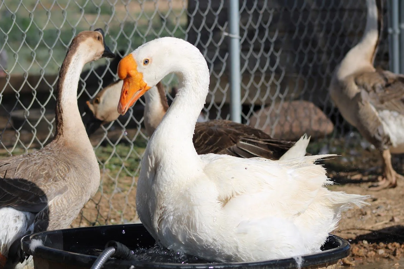 RSgoose1.JPG