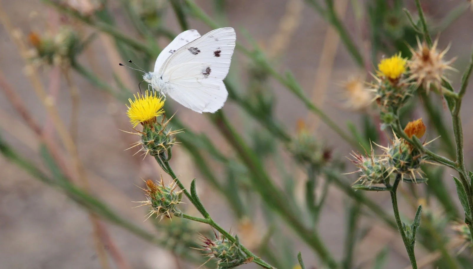 butterfly19.JPG